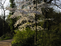 Bunter Garten